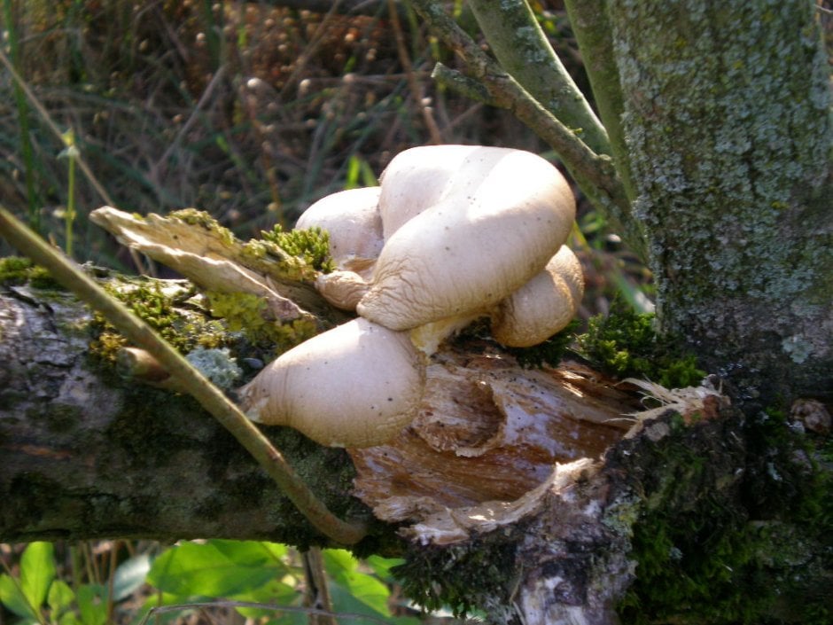 Zwam op boom Foto