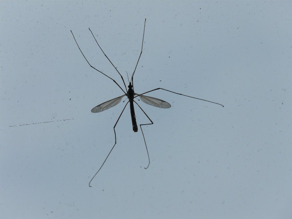 Langpootmug... | ZeelandNet Foto