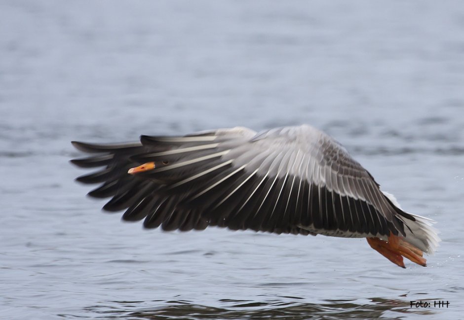 Door de vingers zien -1 | ZeelandNet Foto