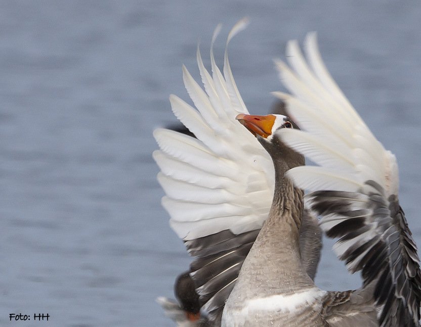 Door de vingers zien - 2 | ZeelandNet Foto