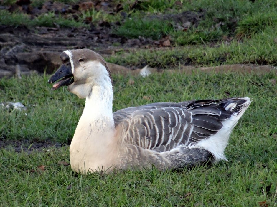 een gans Foto een gans Foto