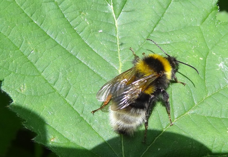 een hommel Foto een hommel Foto