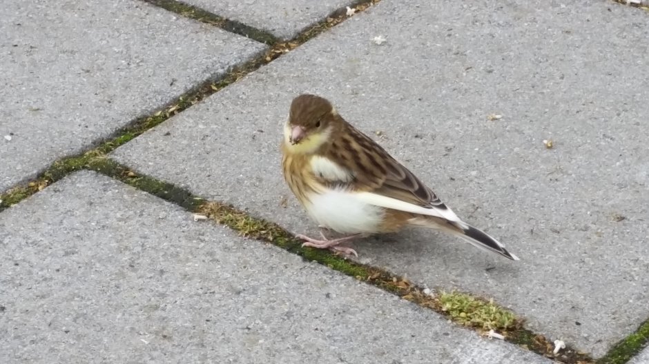 Wat is dit voor vogel ??? | ZeelandNet Foto