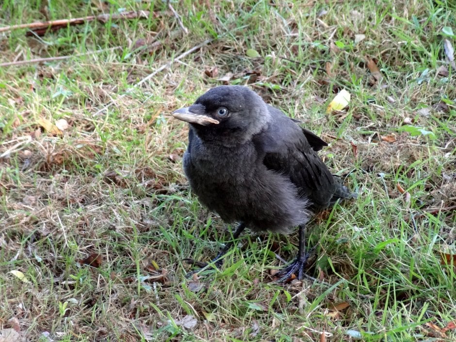 Zwijgend vaardigheid Waarschuwing een jonge kauw | ZeelandNet Foto