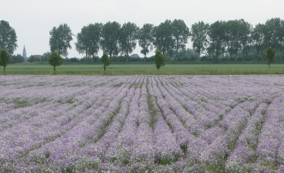 Violieren Foto