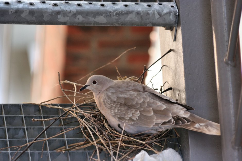 een duif op het nest...... op de brandtrap Foto een duif op het nest...... op de brandtrap Foto