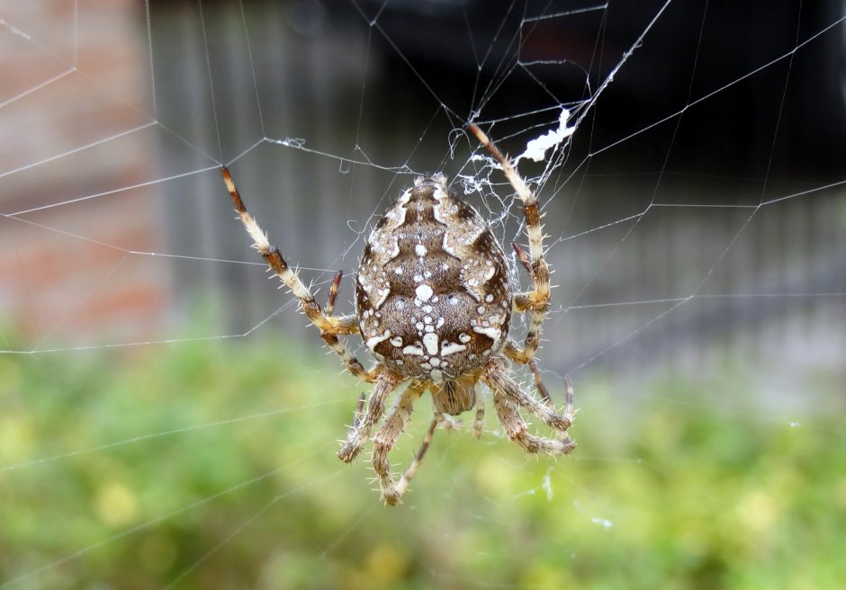 een kruis spin | ZeelandNet Foto