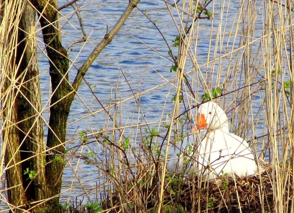 een broedende gans..... Foto een broedende gans..... Foto