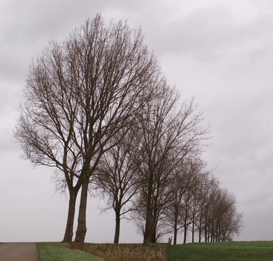 Kale Bomen. | Zeelandnet Foto