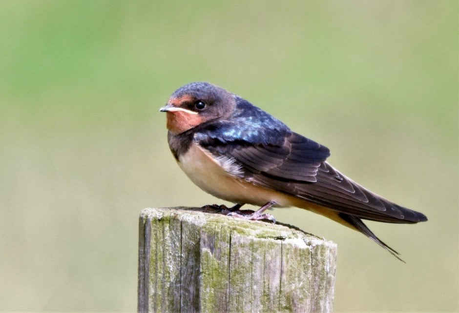 Beter een Zwaluw op een paal, dan tien in de lucht. Foto