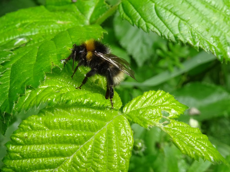 een hommel Foto een hommel Foto