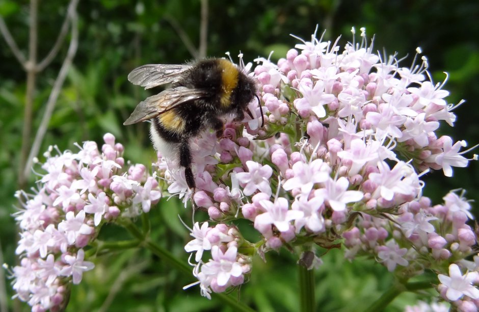 een hommel Foto een hommel Foto