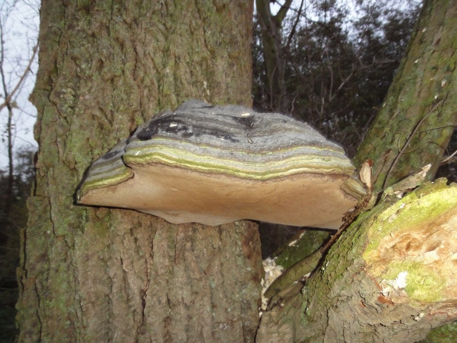 een grote zwam in een dode boom Foto