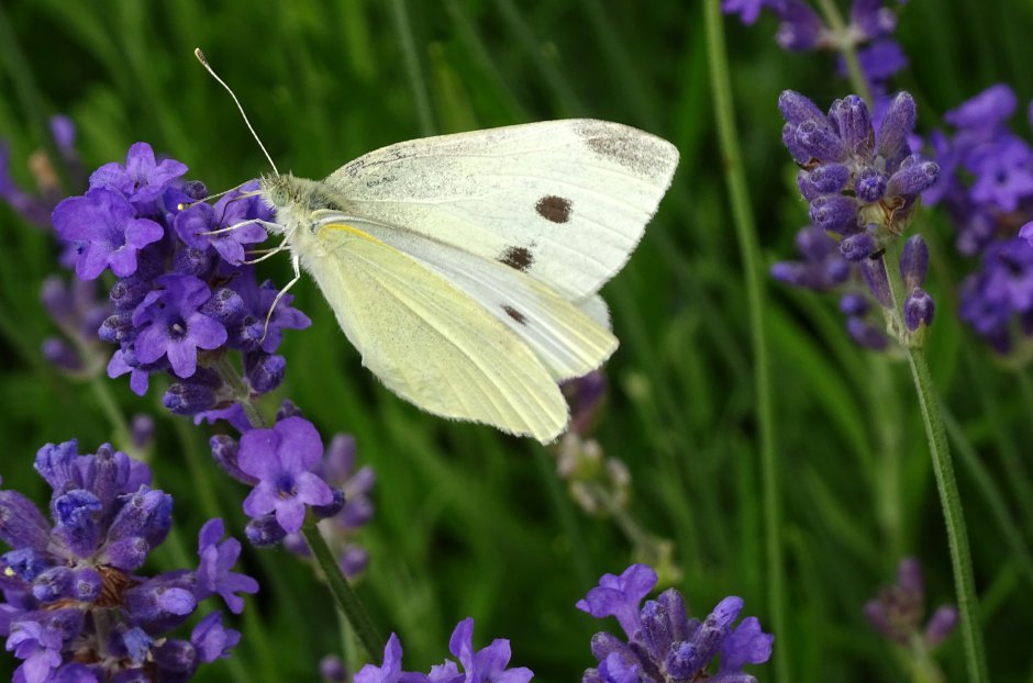 een koolwitje | ZeelandNet Foto