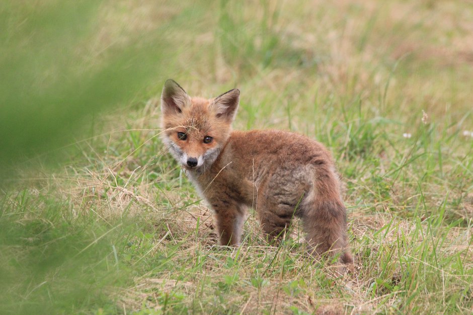 jong vosje | ZeelandNet Foto