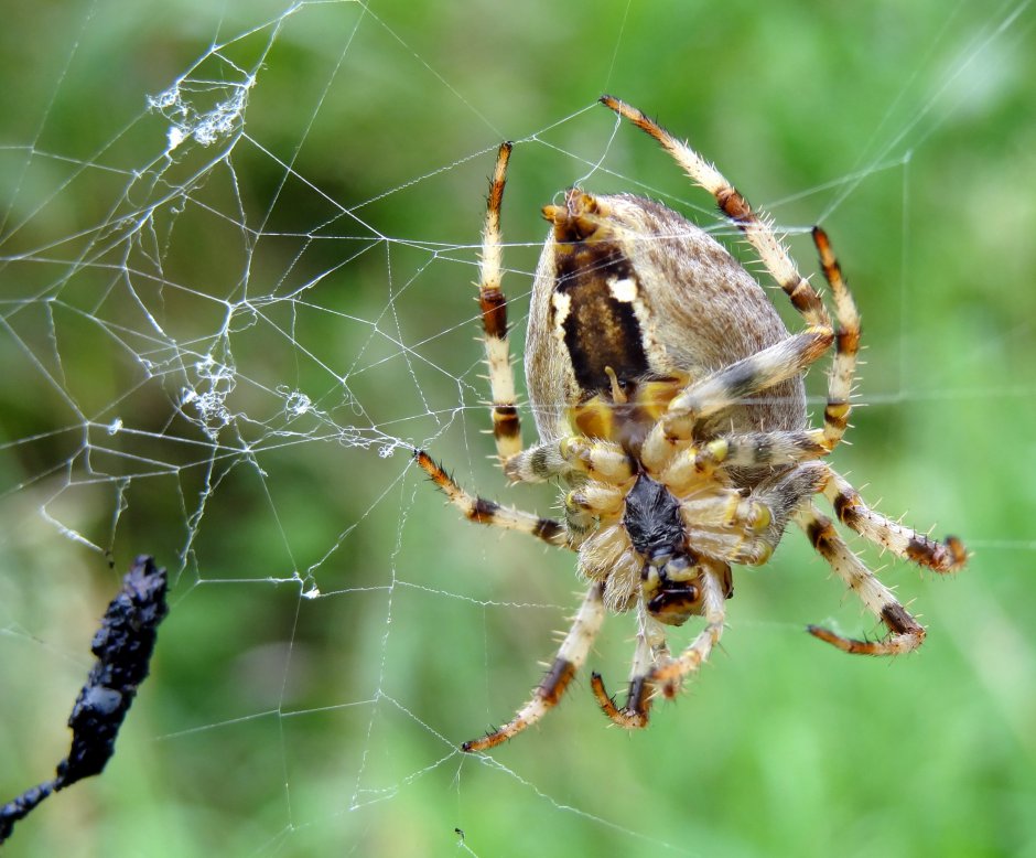 een kruis spin | ZeelandNet Foto
