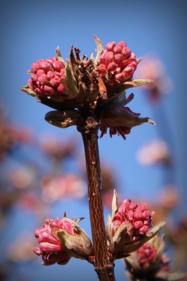 winter bloemen | ZeelandNet Foto