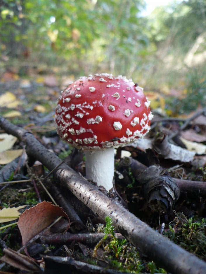 Rood Met Witte Stippen Paddestoel rood met witte stippen Stippen, Bos Schimmel Shament Rood Met Witte Stippen Paddestoel rood met witte stippen Stippen, Bos Schimmel Shament