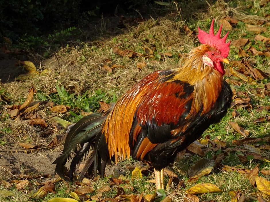een mooie haan | ZeelandNet Foto