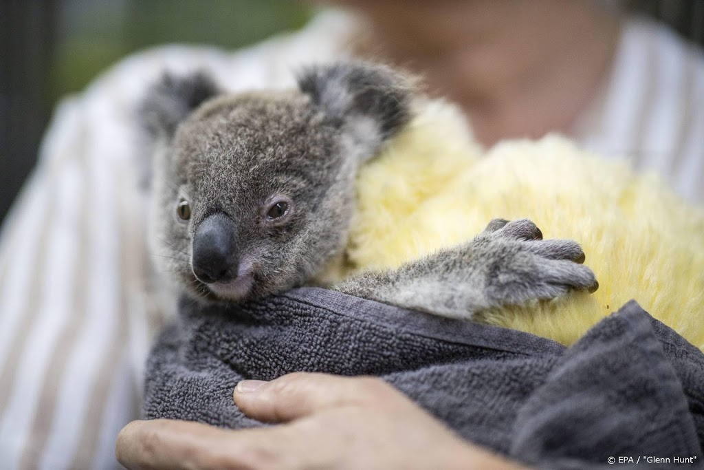 Kinderen halen al 191.000 euro op voor koala's