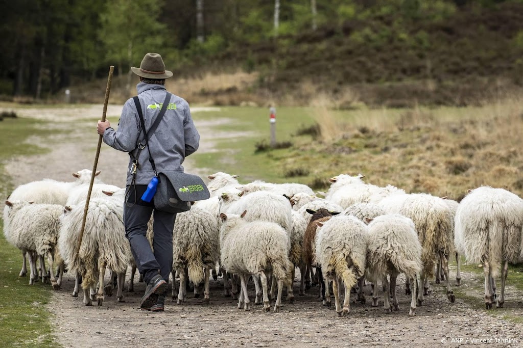 Al 85 schapen aangevallen in januari