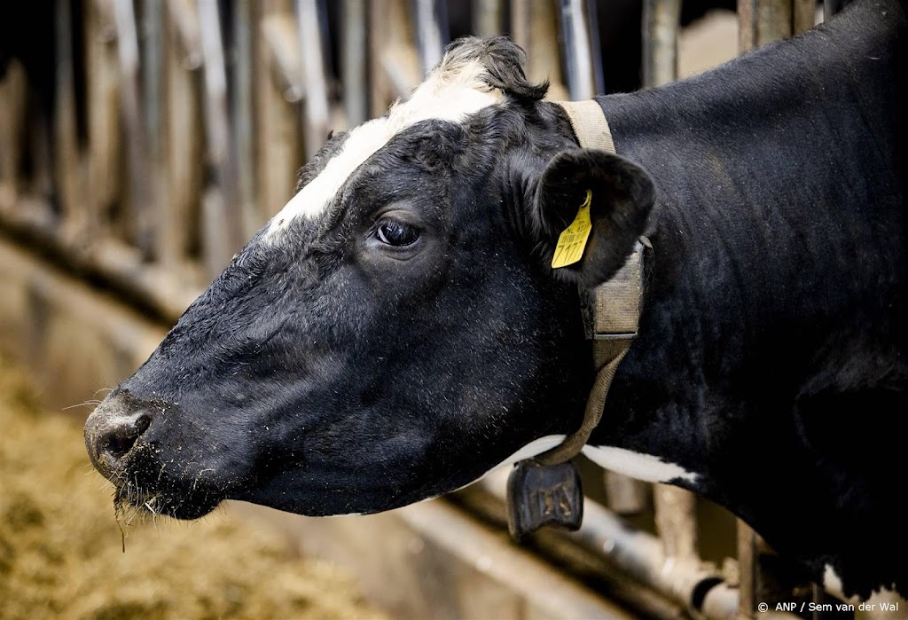 Geval gekkekoeienziekte is minder gevaarlijke variant voor mensen