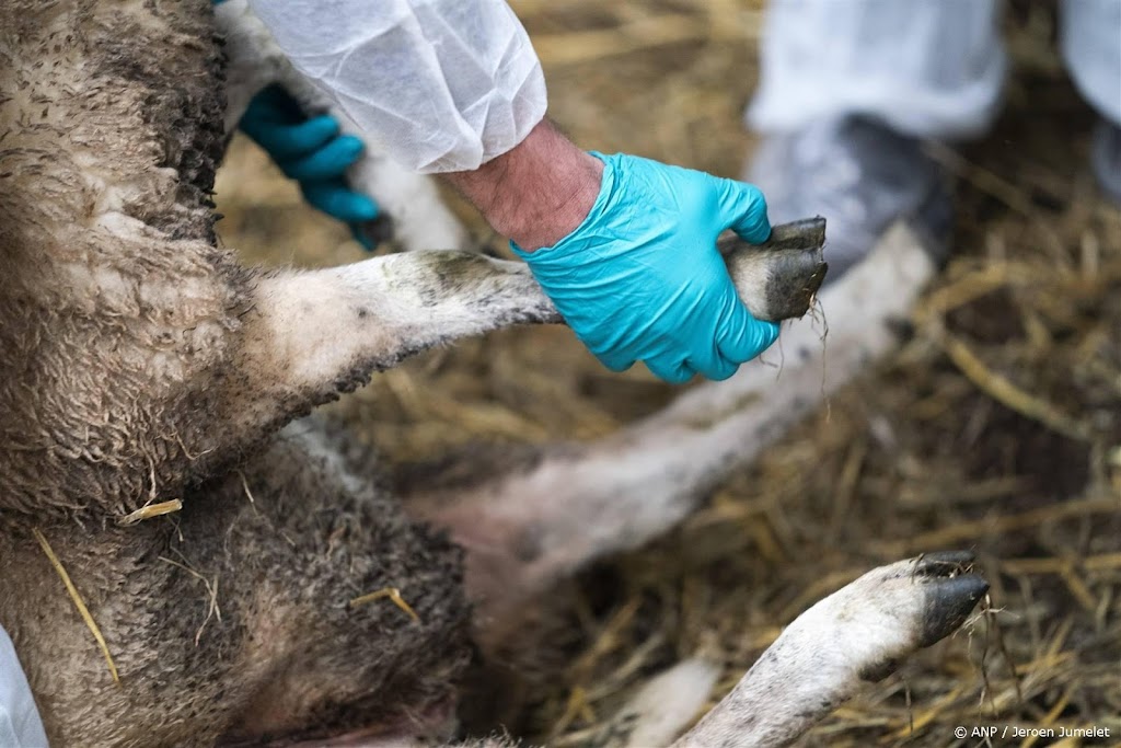 Blauwtongvaccin in ontwikkeling, 'hopelijk klaar voor zomer'