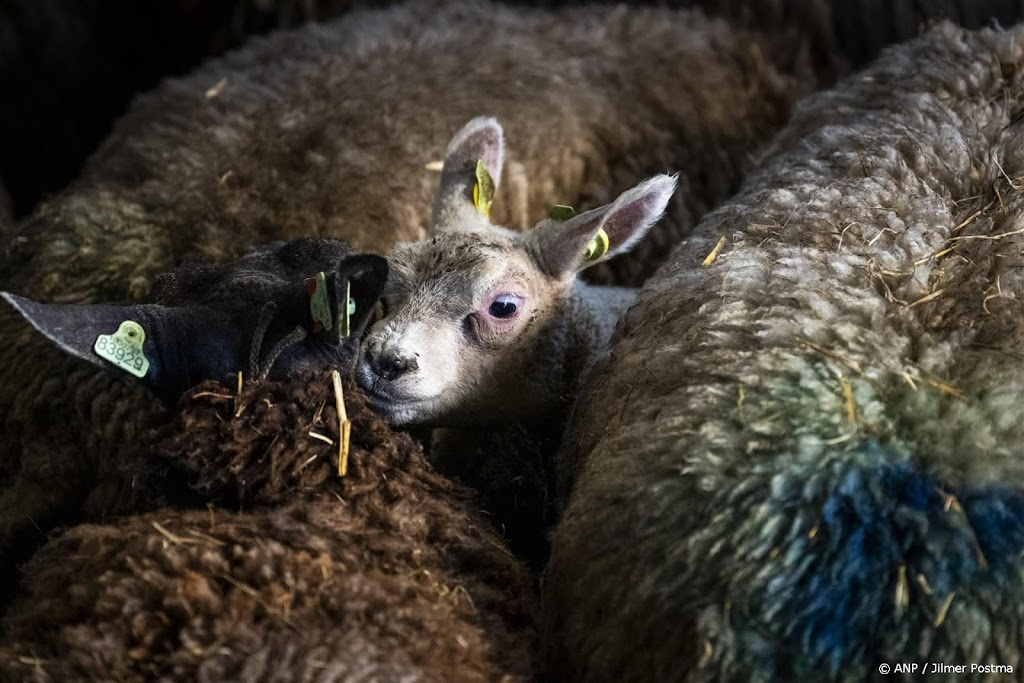 Aantal besmettingen met blauwtongvirus blijft oplopen