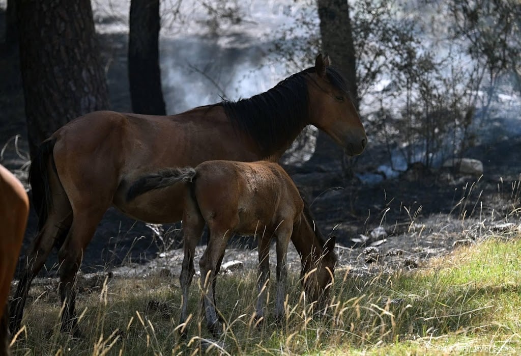 Nederlanders naar Spanje voor door natuurbranden getroffen dieren