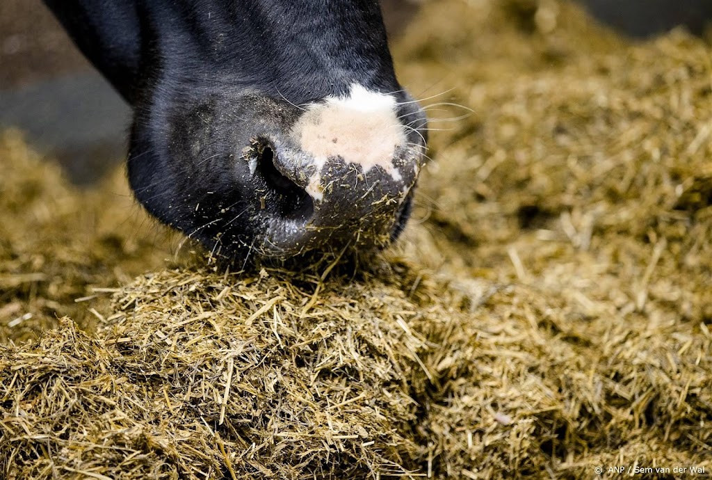 Dierenarts in Duitsland wordt verpletterd door koe en sterft