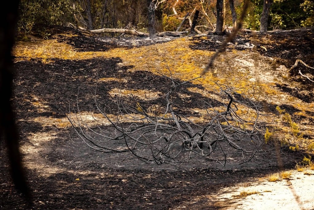 Rapport: oorzaak brand natuurgebied Limburg blijft onduidelijk