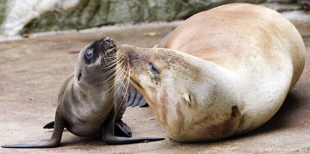 Aantal zeehonden in Waddenzee slinkt, onderzoek naar oorzaak