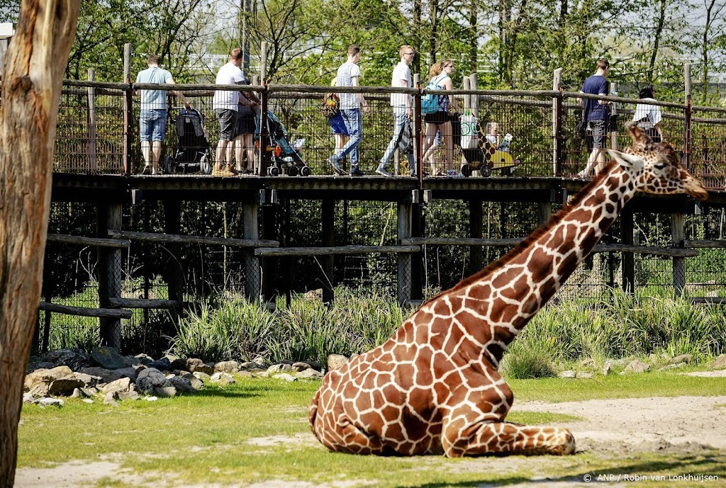 Diergaarde Blijdorp zet in op soortbehoud en natuurherstel