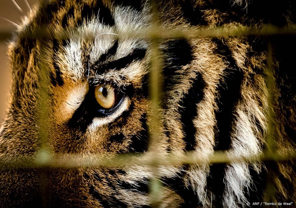 In Polen gestrande tijgers op weg naar Spanje