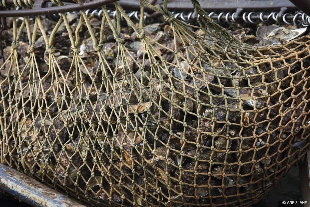Rechter: NVWA hoeft niet strenger te controleren op overbevissing