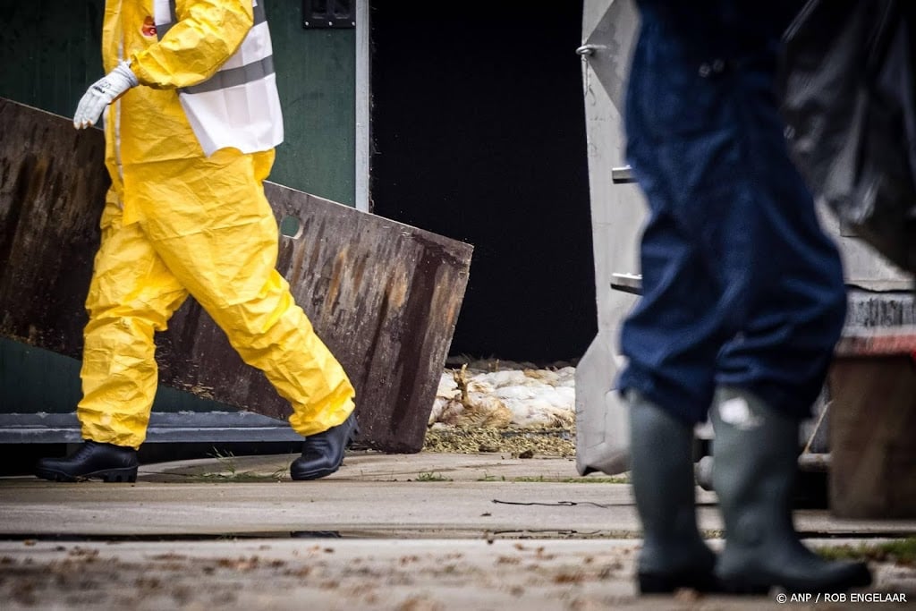 Kittens dood door vogelgriep op geitenboerderij