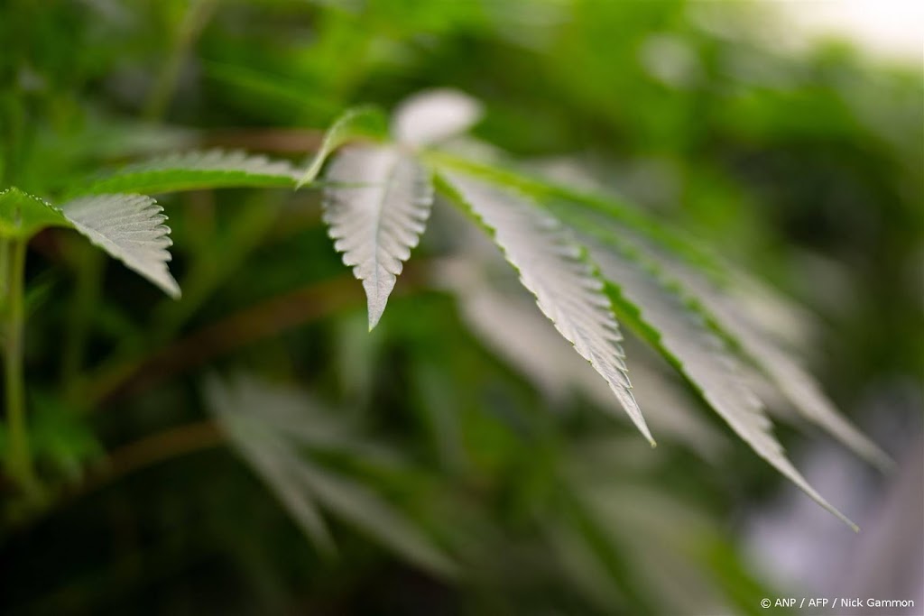 Duitse coalitiepartners eens over legalisering cannabis