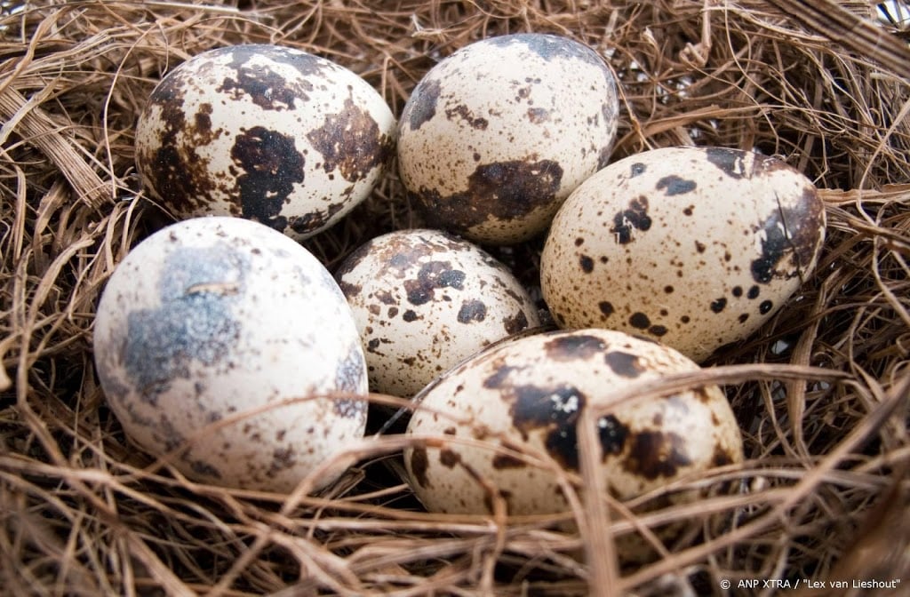 Vroege vondst eerste kievitsei in Bruchem