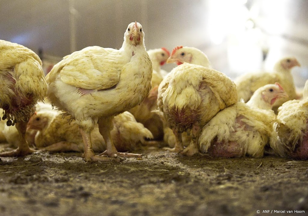 Vogelgriep op pluimveebedrijf Son, 170.000 dieren worden geruimd
