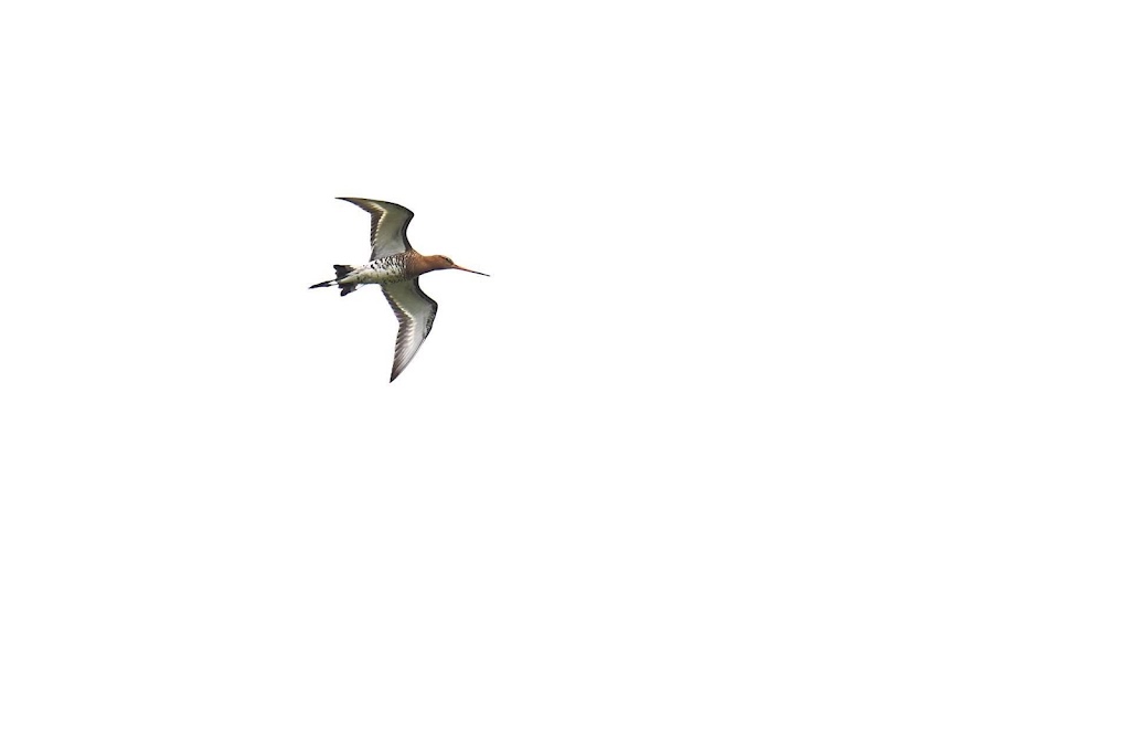 Vogelbescherming zet camera's aan om vogels te begluren