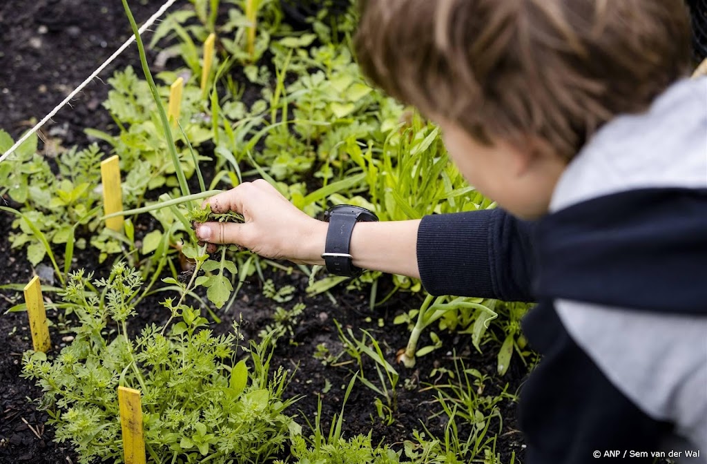 GGD versoepelt PFAS-advies moestuinen rond vliegveld Rotterdam
