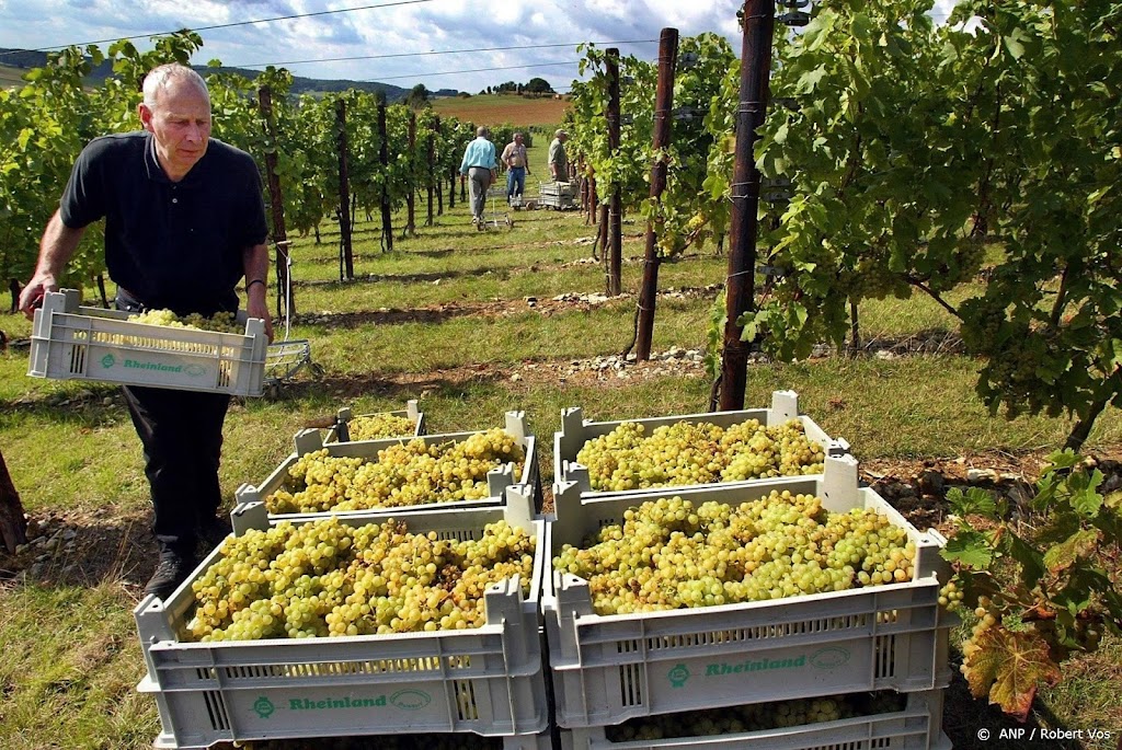 Wijn uit Zuid-Limburgs Voerendaal voortaan beschermd streekproduct