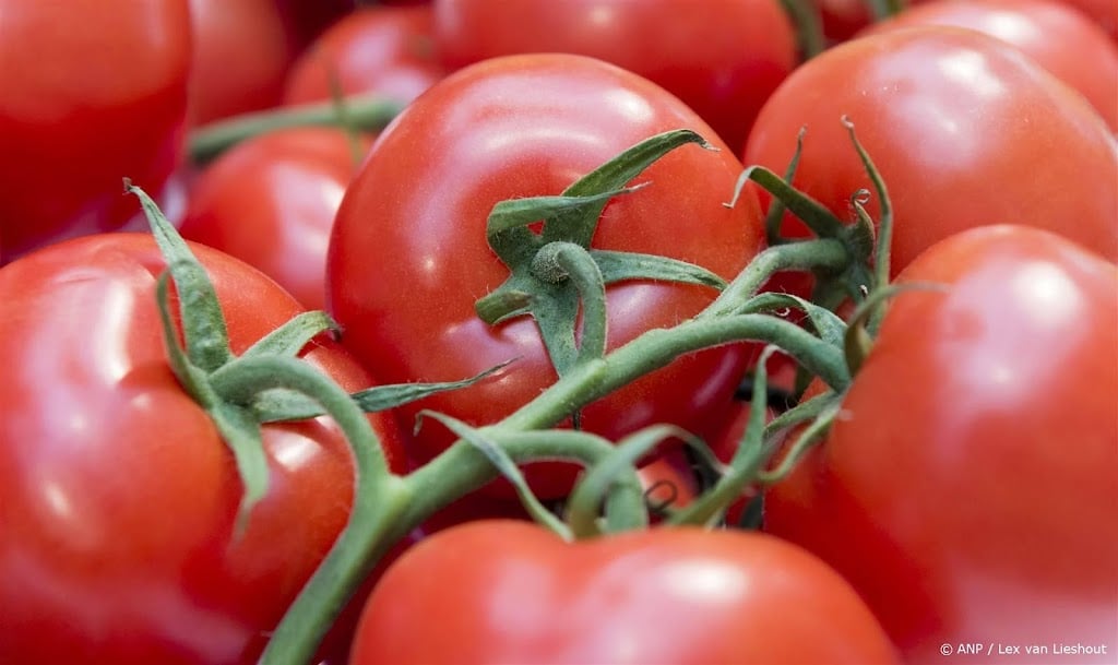 50.000 euro boete voor maken illegaal middel tegen tomatenvirus
