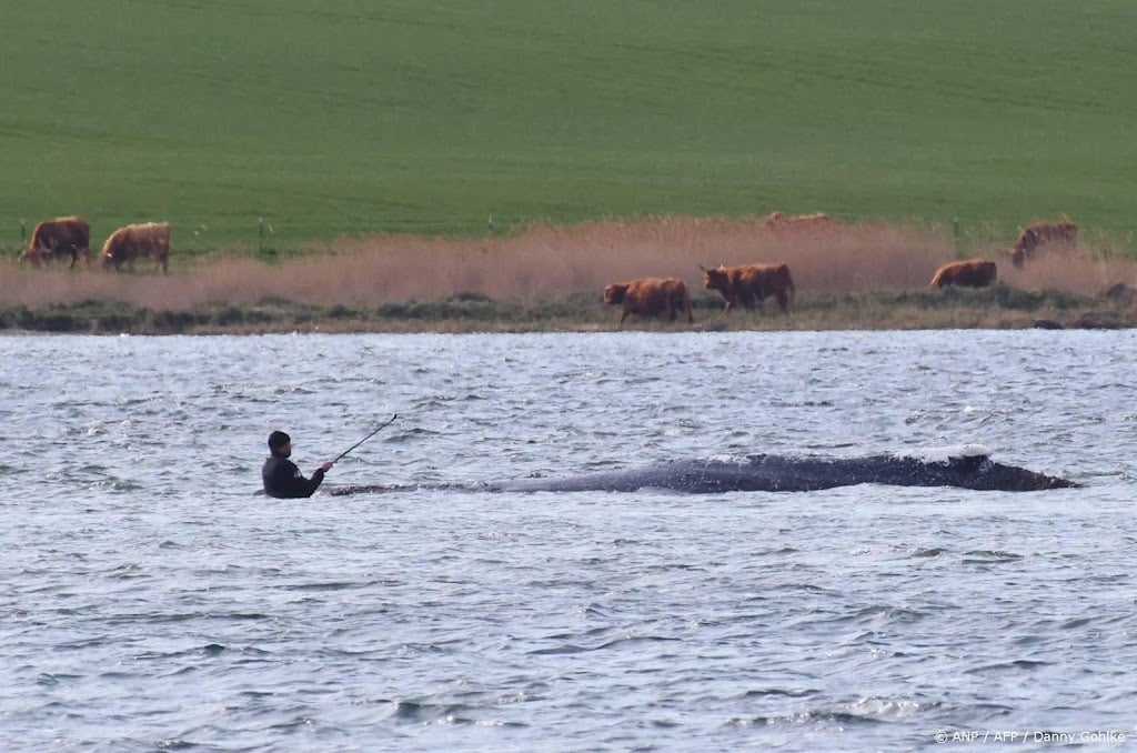 Bultrug Timmy vrijgelaten in de Noordzee