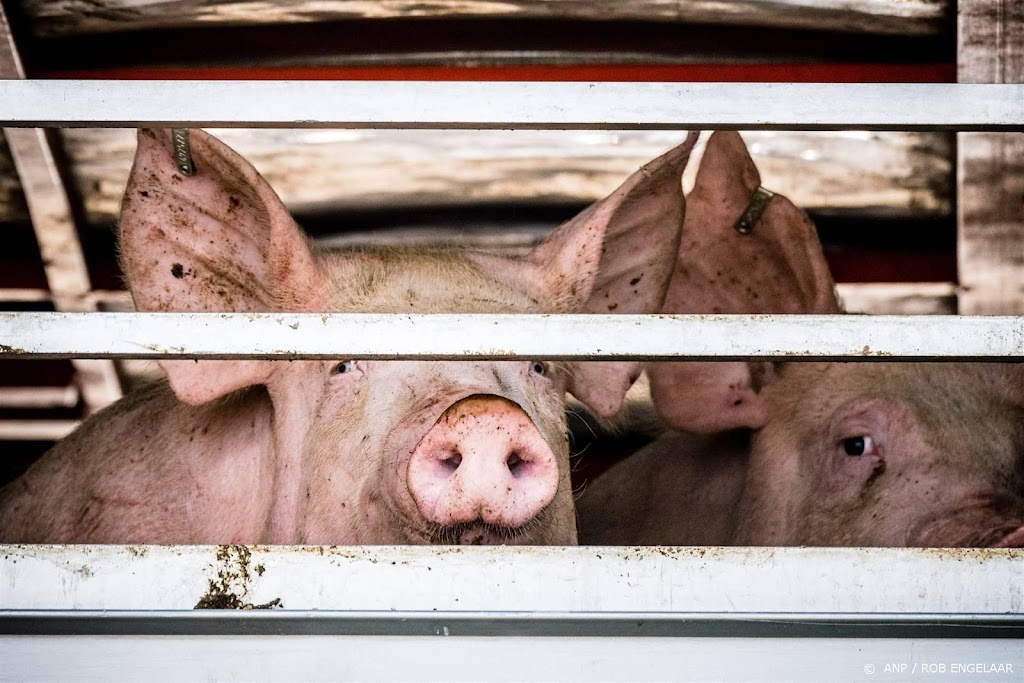 Activist die undercover ging bij slachterij zelf verdachte