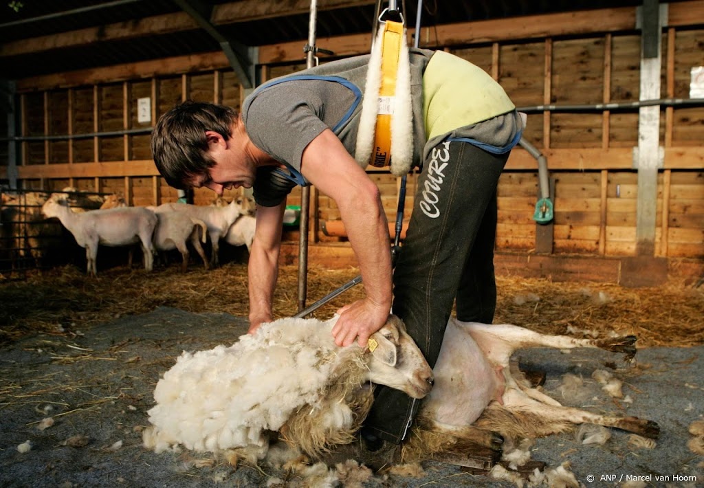 Ondernemers starten initiatief tegen verspilling schapenwol