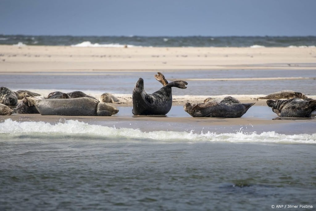 Populatie grijze zeehonden in Waddenzee blijft groeien