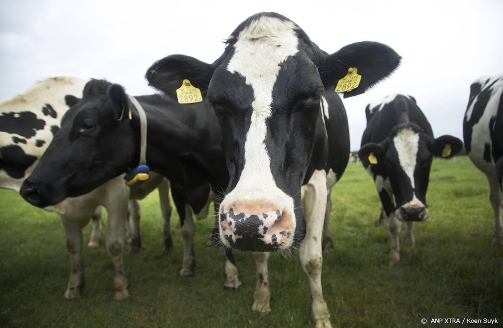 Steeds meer koeien mogen buiten grazen