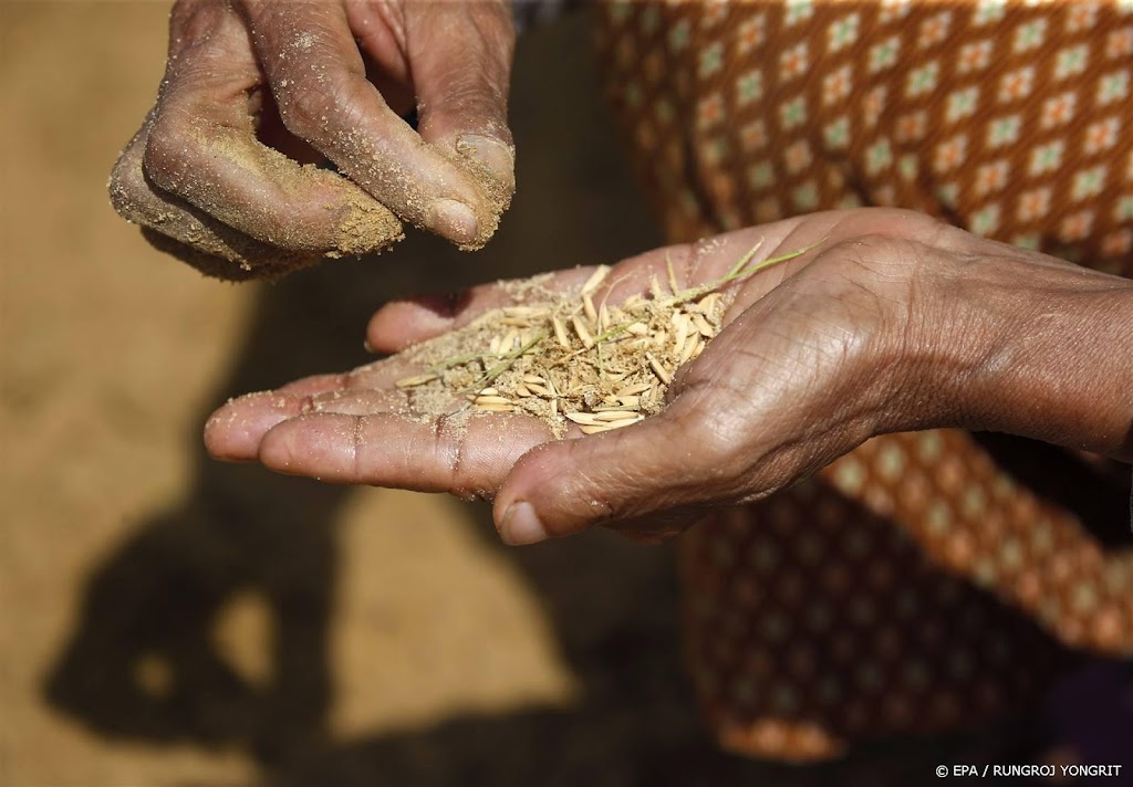 Rijsthandel verder onder druk, Thailand wil rijstbouw beperken