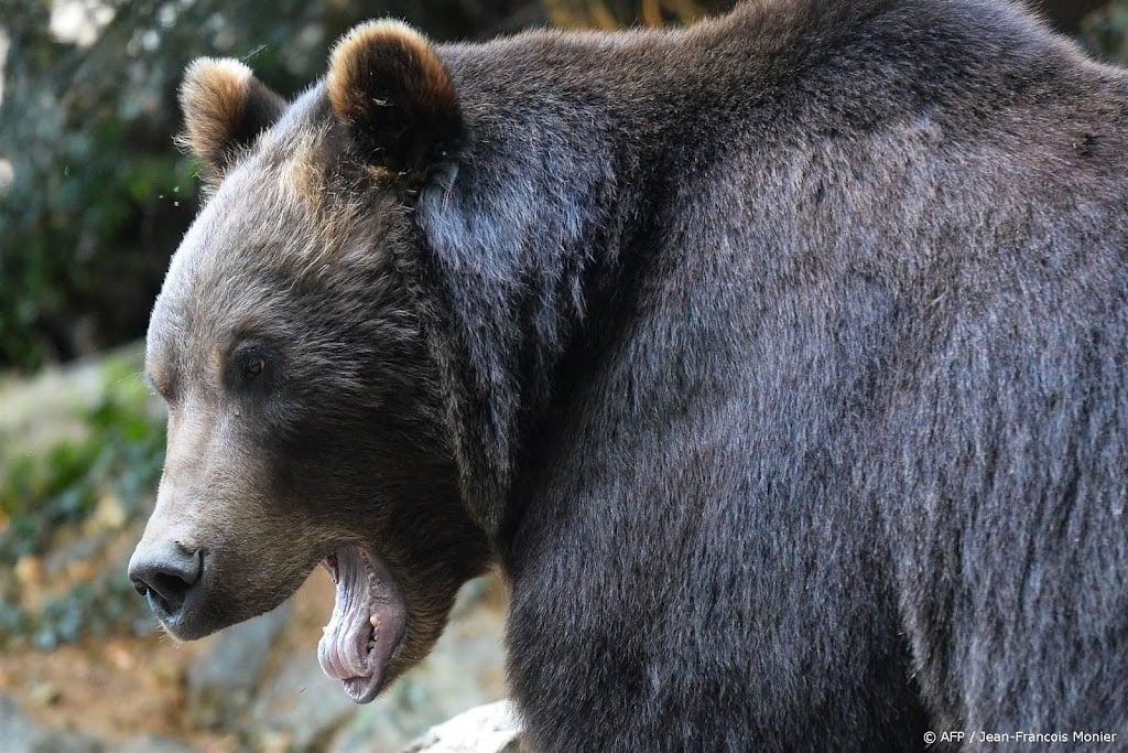 Echtpaar met hond gedood door beer in natuurpark Alberta
